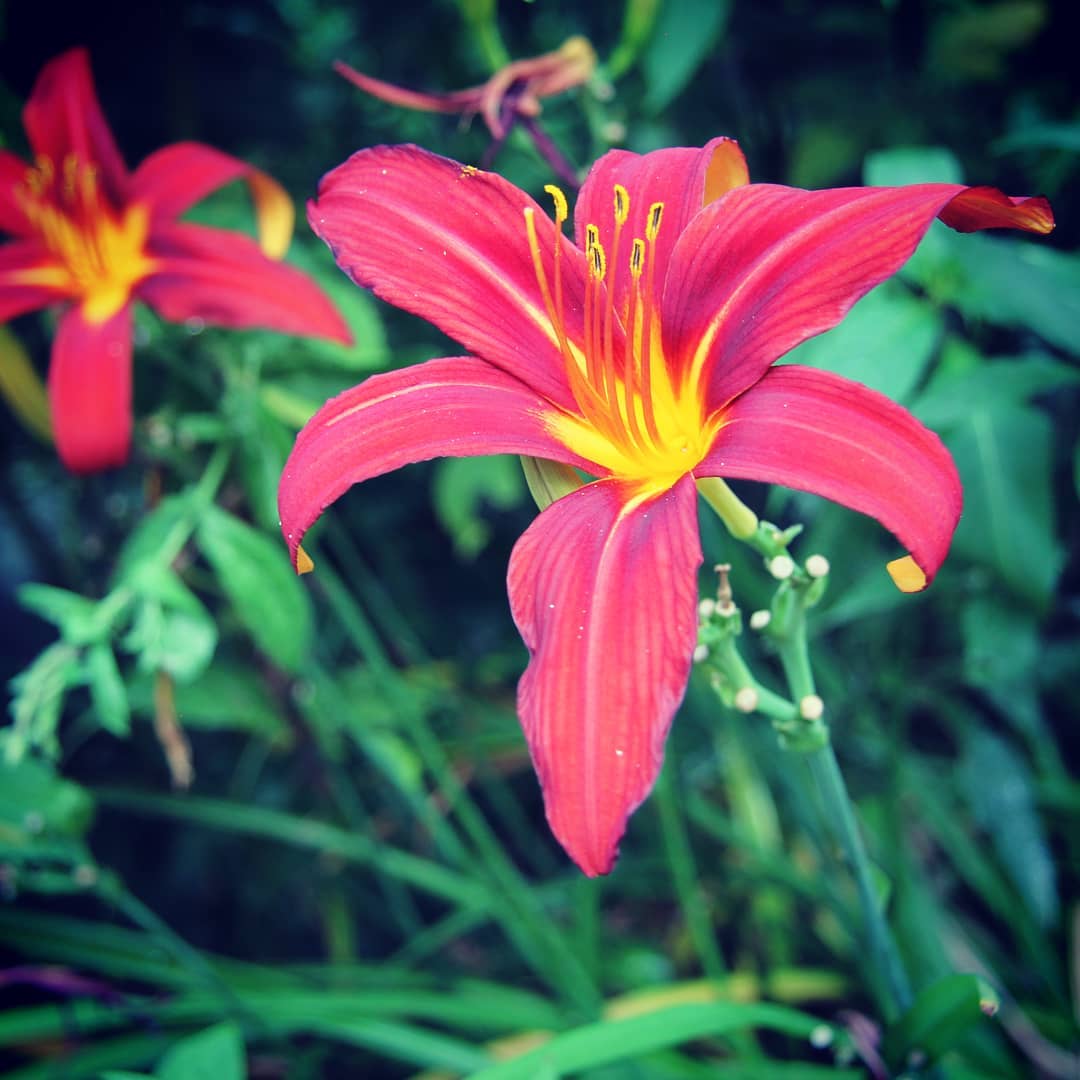Foto - Nachtrag: Foto einer Lilie: Danke @harryg.watsonOriginaltext: Foto einer Blüte. Es ist schon blöd, wenn man gerne Blumen fotografiert aber keine Ahnung von Botanik hat. Wer weiß was das für eine Blume ist?